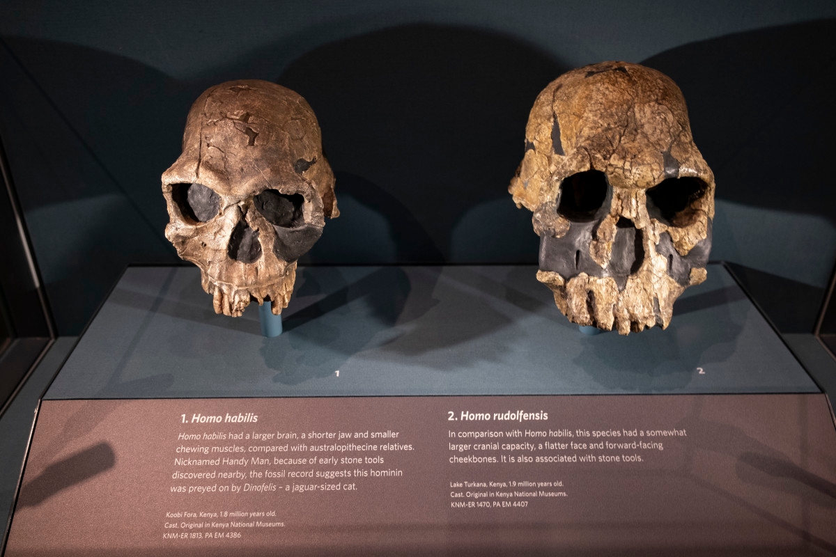 Osteoarchaeologist Uncovers Shocking Link Between Brain Condition and Neanderthals