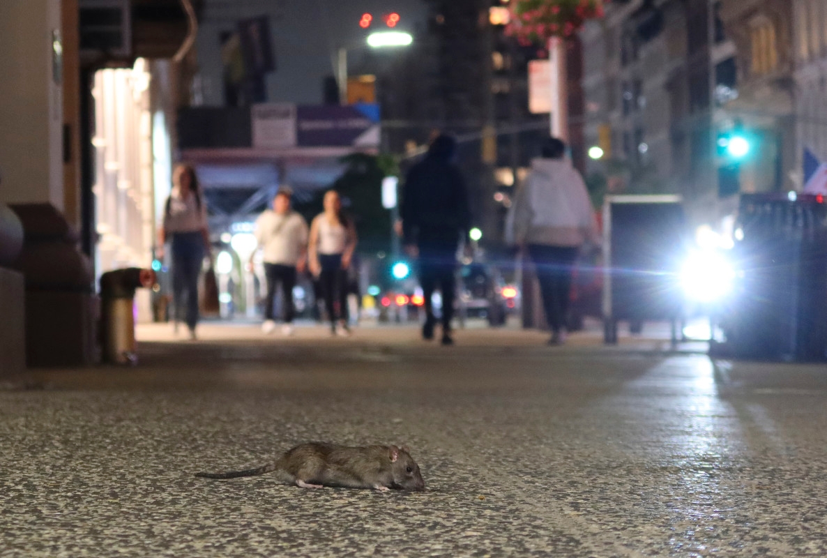 Beloved New York Restaurant Temporarily Closes Due to Rats