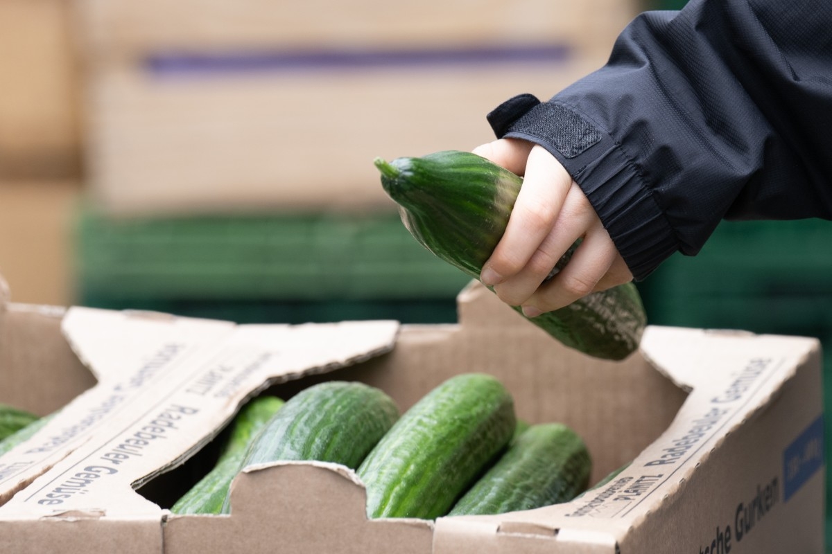Cucumbers Recalled After Salmonella Outbreak Sickens 20