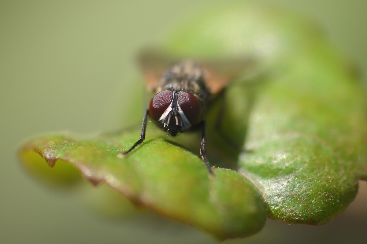 Weird Way USDA Combats Flesh-Eating Maggots in Texas