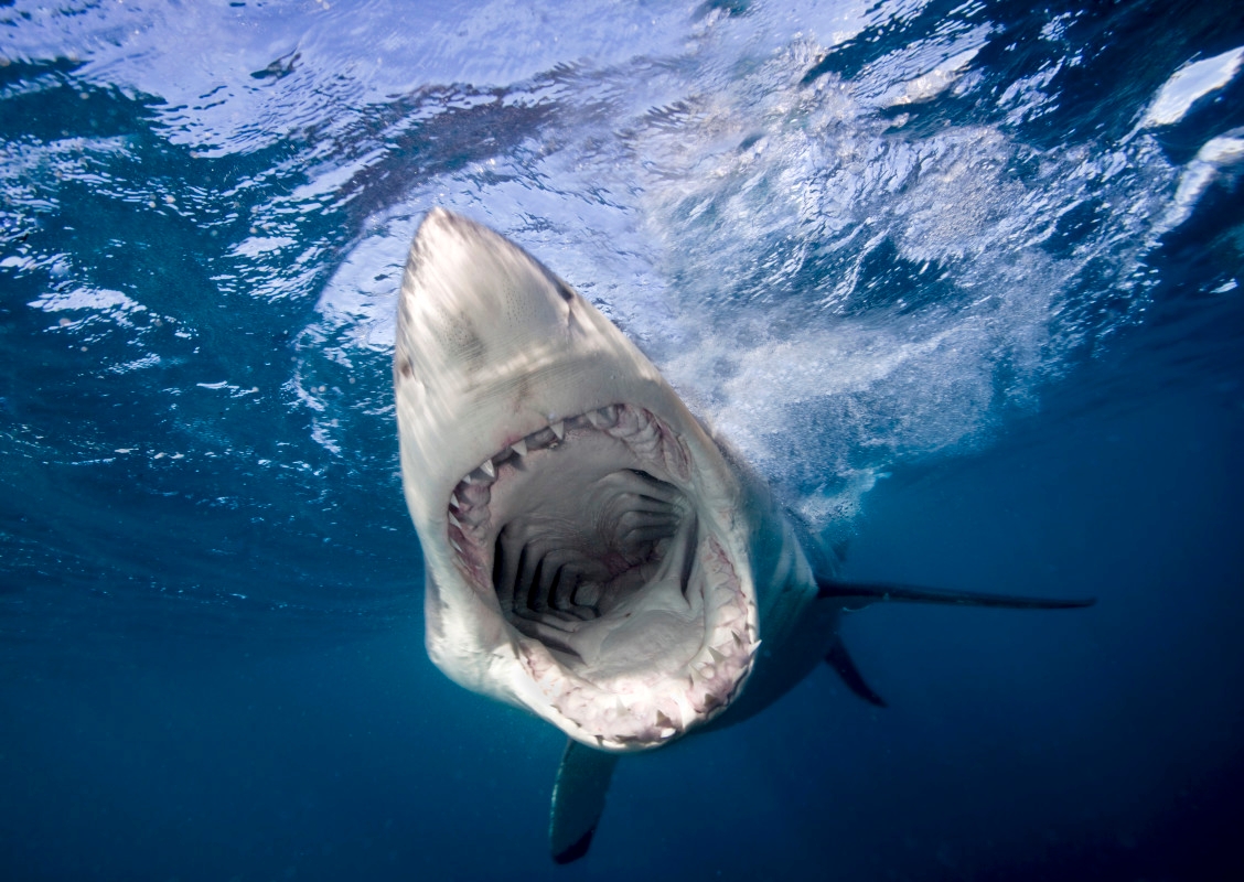 26-Year-Old Woman In 'Complete Shock' After Shark Attack