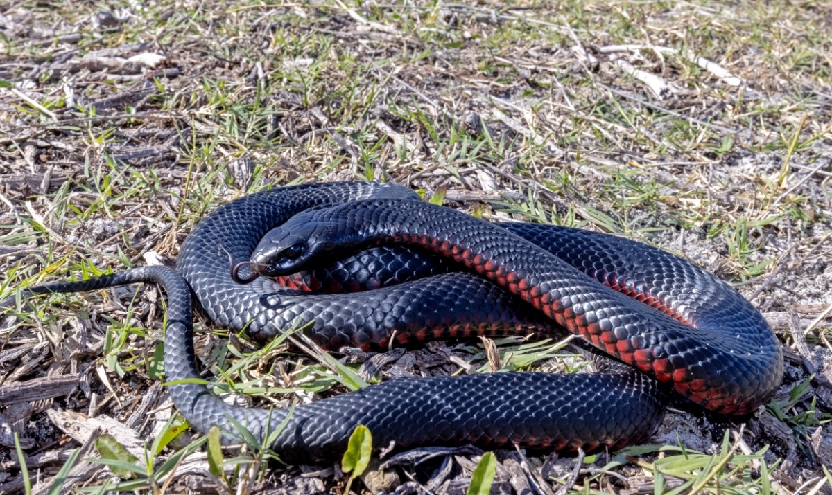 Jaw-Dropping Number of Venomous Snakes Removed From Man's Backyard