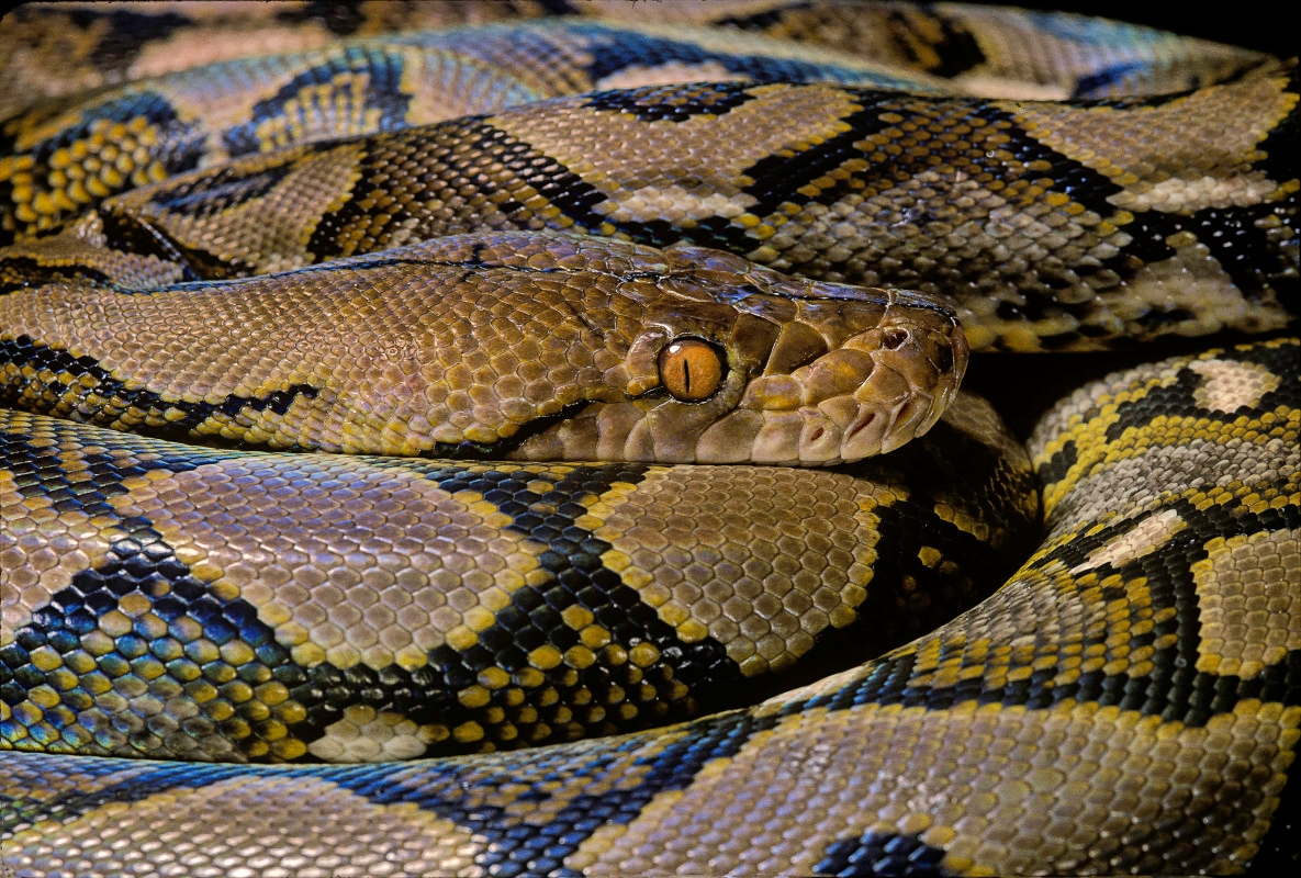 Thieves Allegedly Used Pythons to Rob Gas Station