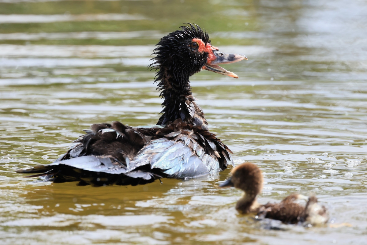Aggressive Duck Terrorizing Elderly Neighborhood in Florida