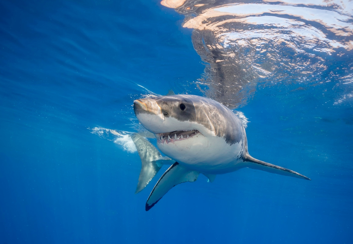 Largest Great White Shark on Record Headed for Popular Tourist Spot