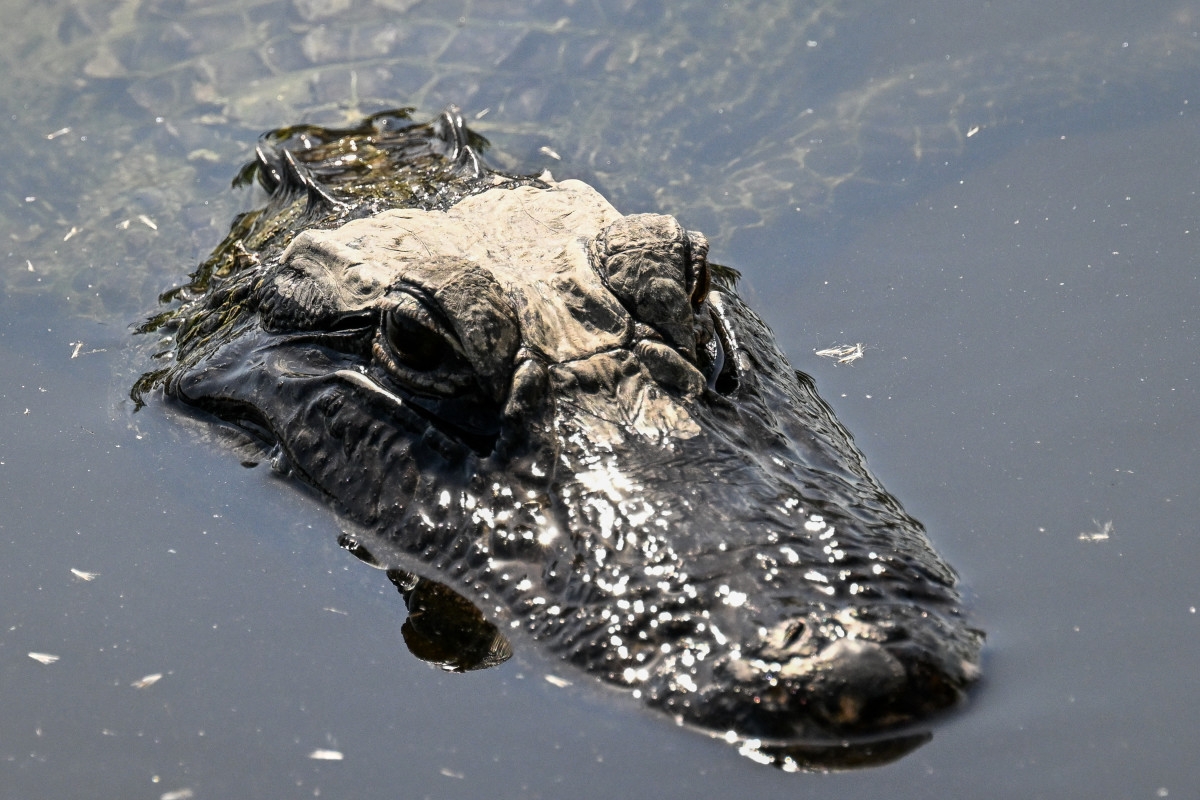 A 9-Foot Alligator Walked Past a Texas Restaurant. The Photos Are Jaw-Dropping