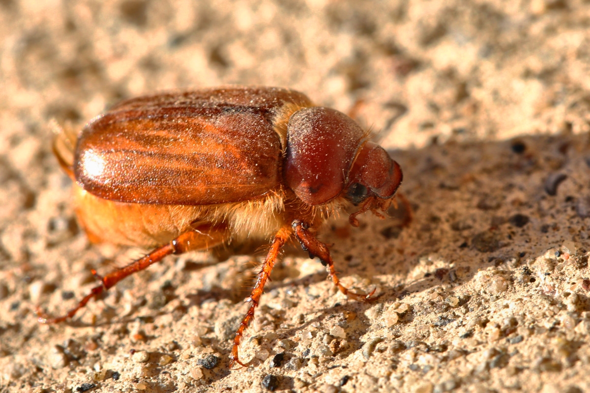 Vanishing May Beetles: Scientists Issue Dire Warning