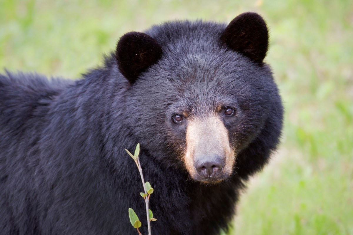 Seasoned Hiker Dies After Bear Pushes Him Into Ravine