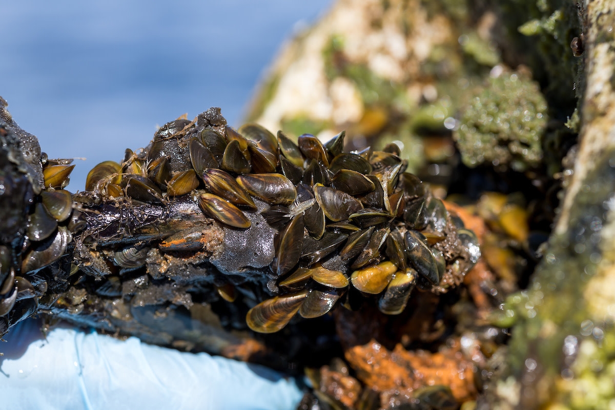Tiny Invader Sparks Big Alarm in California Waterways