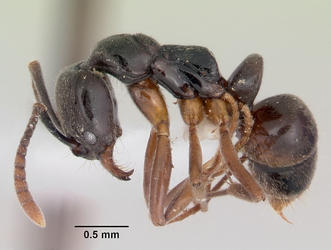 Venomous Ant With Possibly Fatal Sting Spreads in United States