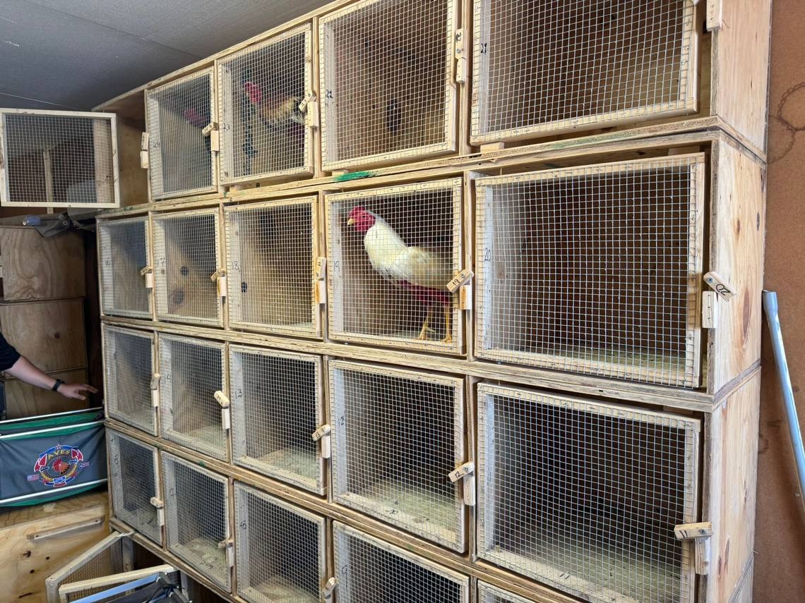 Dozens arrested after rooster-fighting ring bust in West Miami-Dade, deputies say