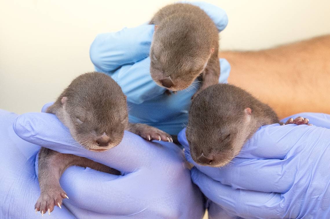 Zoo Miami just welcomed 3 of the cutest animals. Just don't swim with them. Take a look
