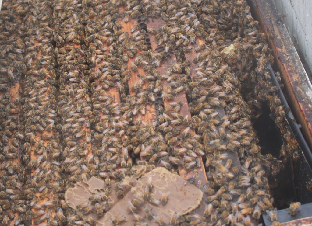 Florida bees hard at work in Michigan cherry orchards