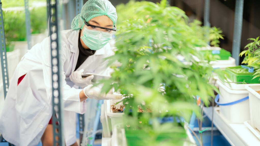 Minnesota Army veteran: Cannabis need to be rescheduled