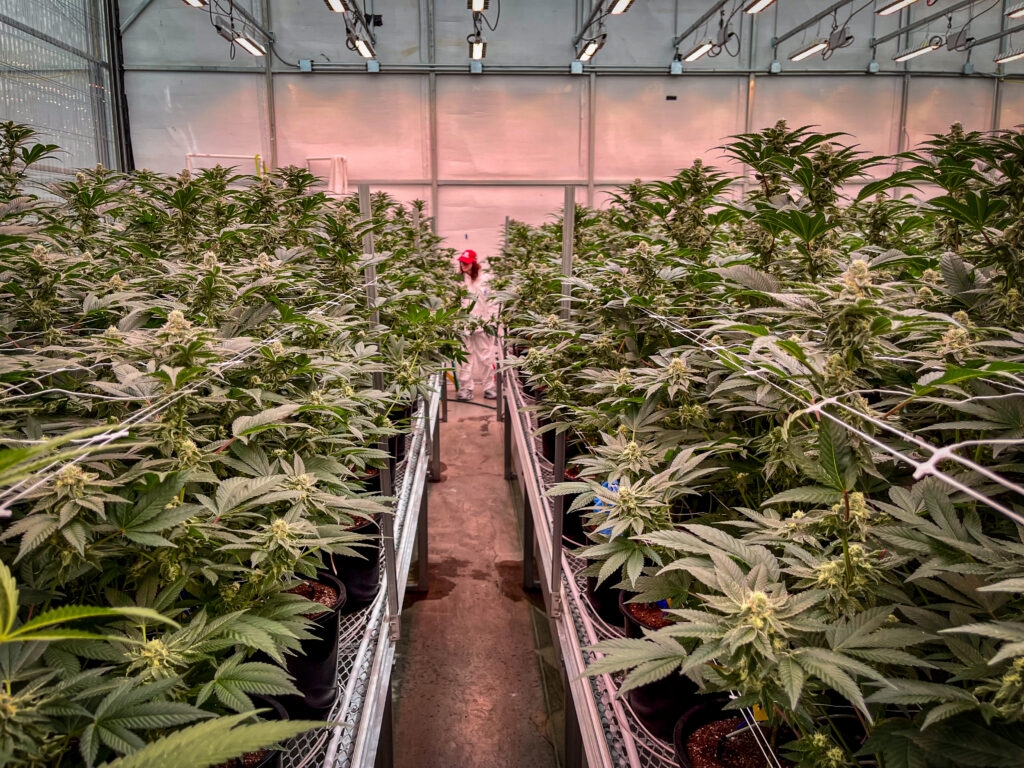 Missouri cannabis regulators find another 6,000 products that should have been recalled in 2023