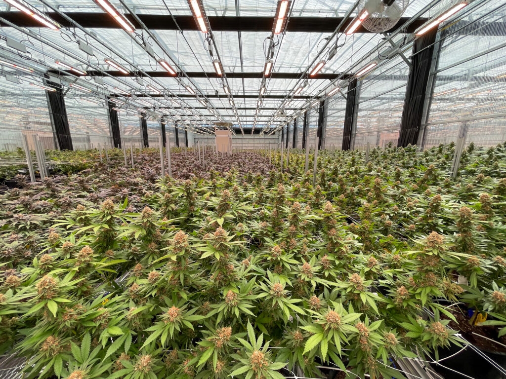 Three economic research firms vying to study the health of Missouri cannabis industry