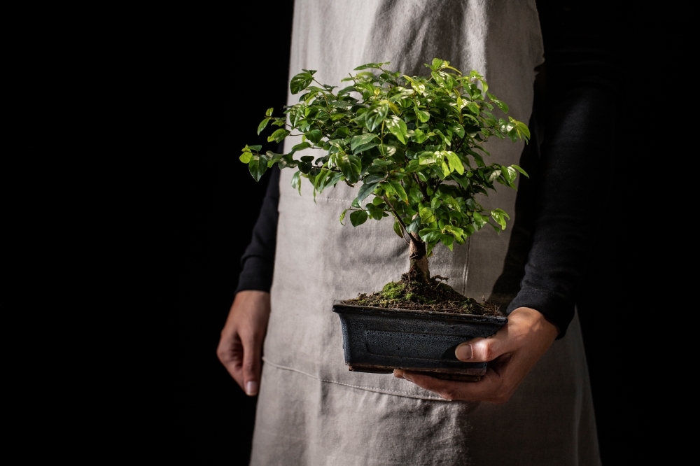 Green heist in Yishun: Alleged bonsai bandit busted after S$1,500 plant pilfering spree