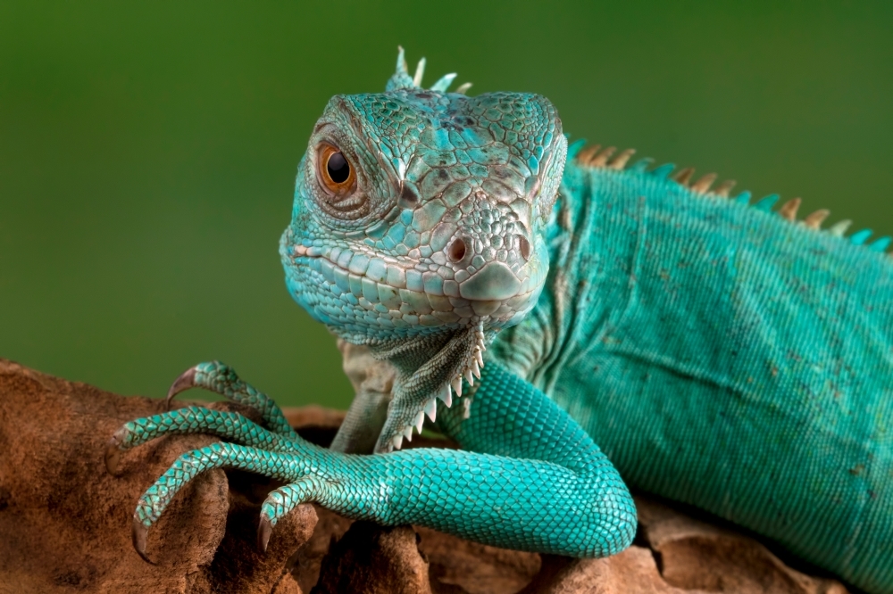 Two men caught smuggling over 300 exotic animals at KLIA, including blue iguanas and red-eared sliders