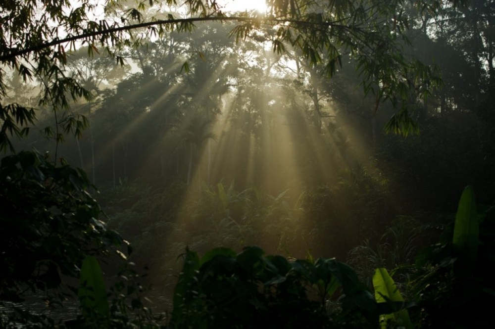 Syndicates illegally mining gold in Pahang, Kelantan protected forests, says Forestry Dept chief