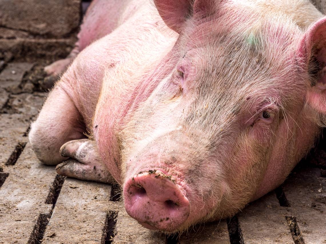 California voters passed an animal welfare proposition. Now, Congress looks to undo it