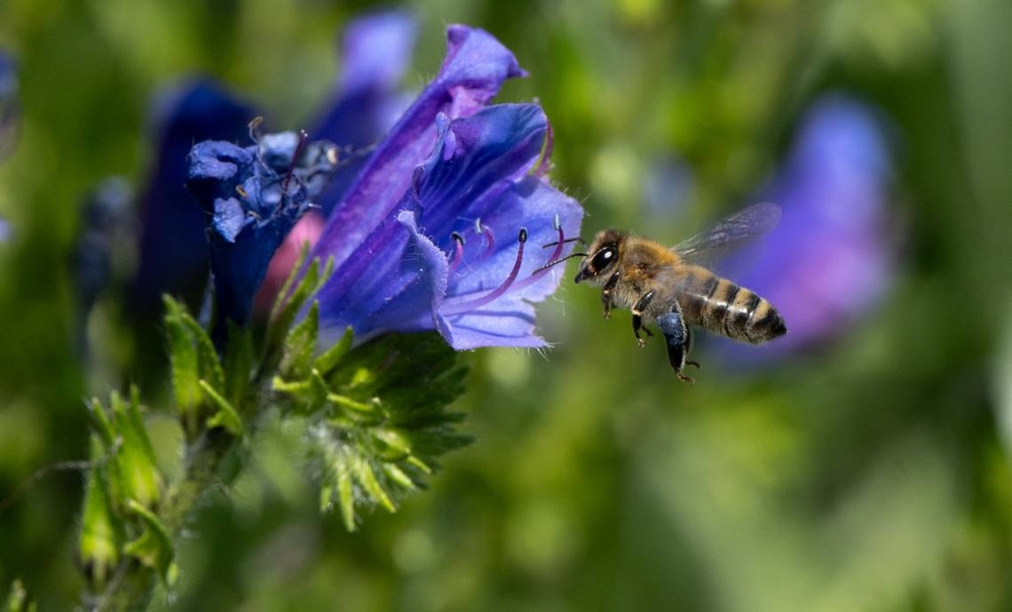 There's lots of buzz about this annual Modesto celebration. See why, when