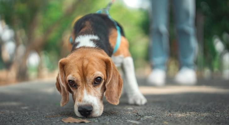 Top 10 cheapest dog breeds in Canada