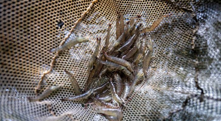 South Carolina shrimpers sue 25 restaurants for ‘shrimp fraud,' saying deception is threatening their industry