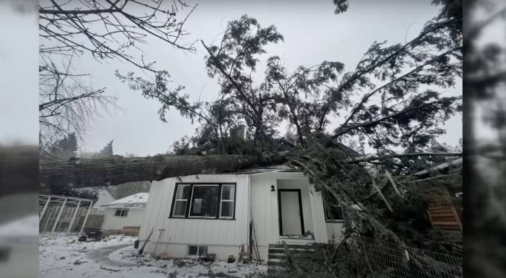 ‘They were 2 feet away from having a dead 6-year-old': Portland family sues city for $4.7M over tree permit