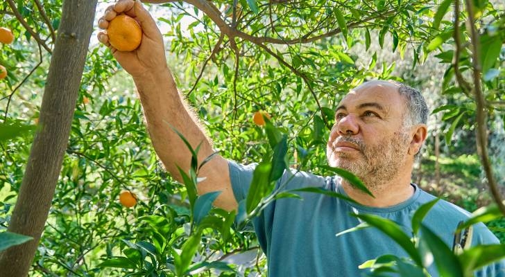 Florida's orange industry is decaying — here's how it could impact your wallet