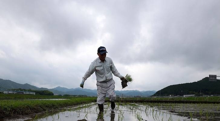 Rice prices have skyrocketed in Japan — and farmers warn that ‘everyone who eats' that disaster could be near