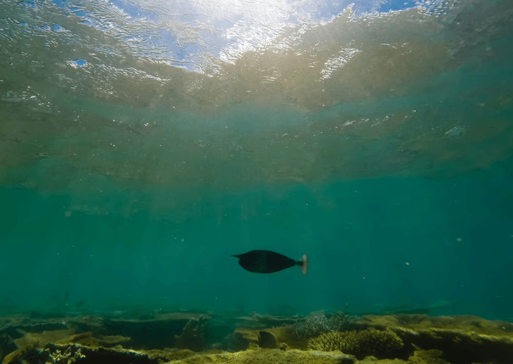 The Ocean Floor Could Power EVs. Will This Company Reap the Rewards?