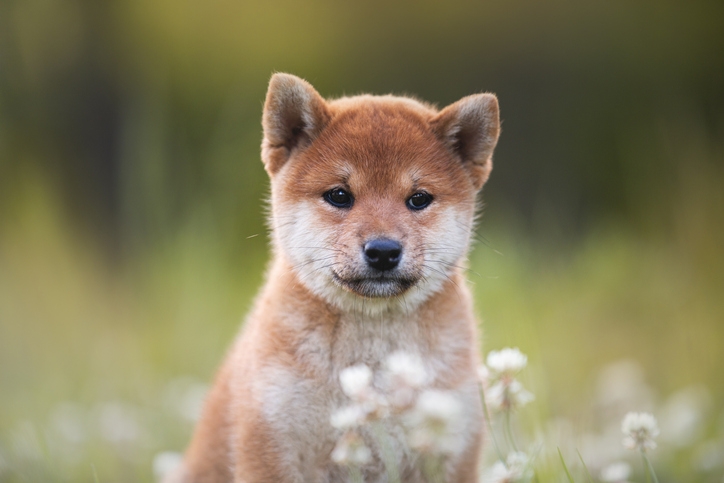Why Dogecoin, Shiba Inu, and Pepe Are Among the Top Meme Coins Surging Today