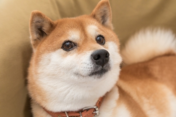 Why Bitcoin, Ethereum, and Dogecoin Are Soaring Today