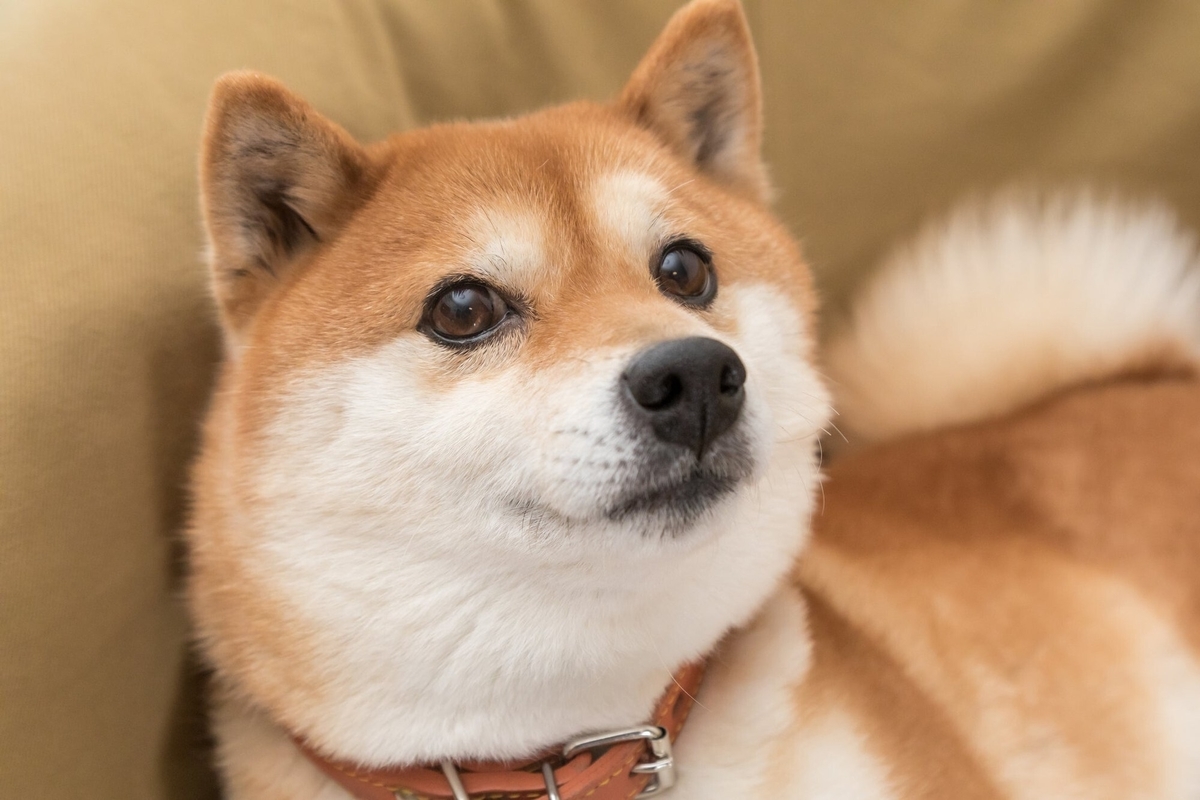Down 87%, Shiba Inu Is Plummeting: Is It a Better Buy Than Bitcoin Right Now?