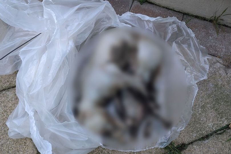 Dead dog found hanging from a tree in Vauxhall