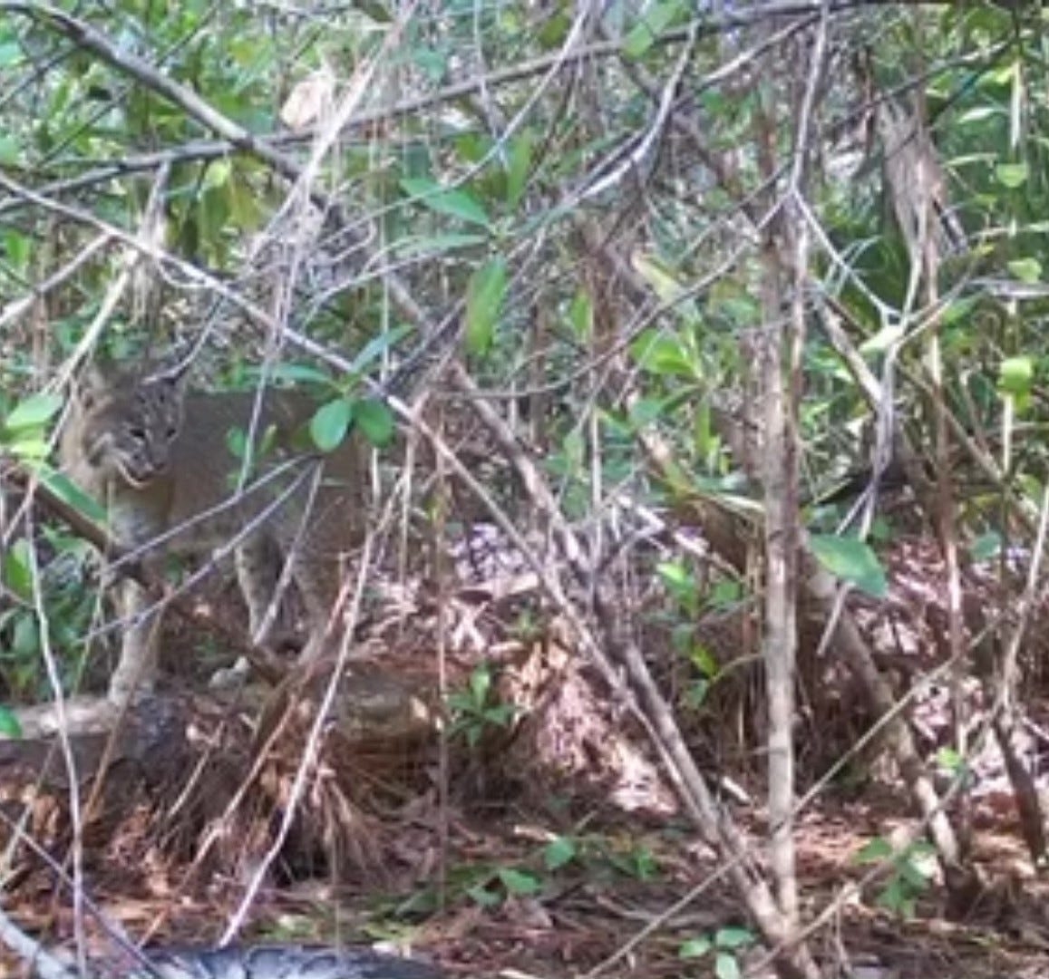 Bobcat kills huge Burmese python in Everglades. What other Florida animals hunt pythons?