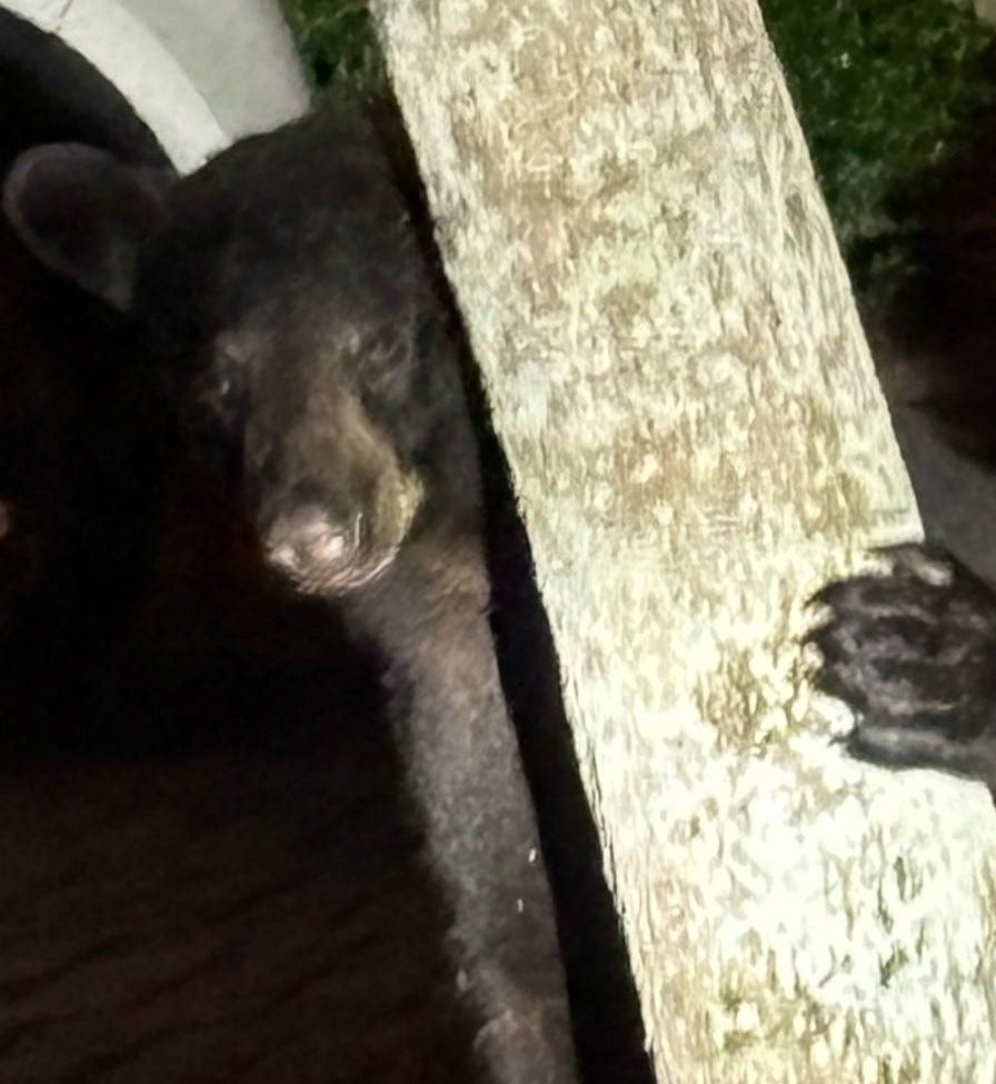 Bear hunt or no bear hunt? Survey takes the pulse of Floridians on controversial subject