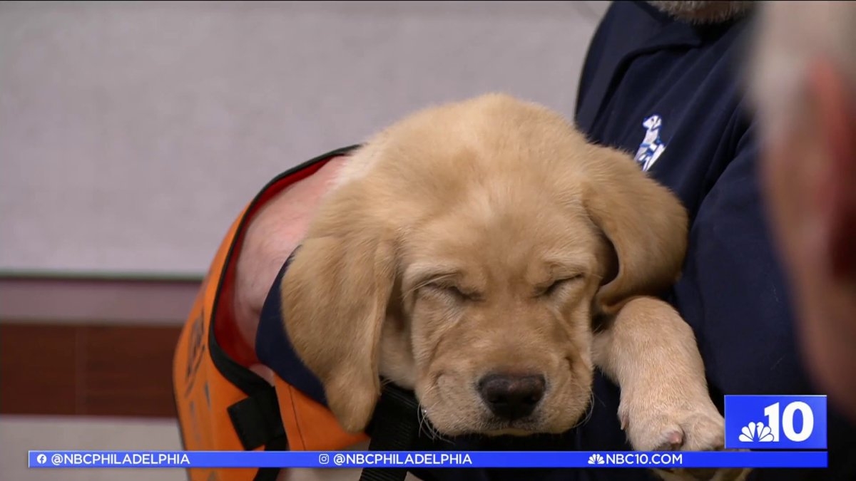 This adorable pup joined the Philadelphia Flyers. Here's why