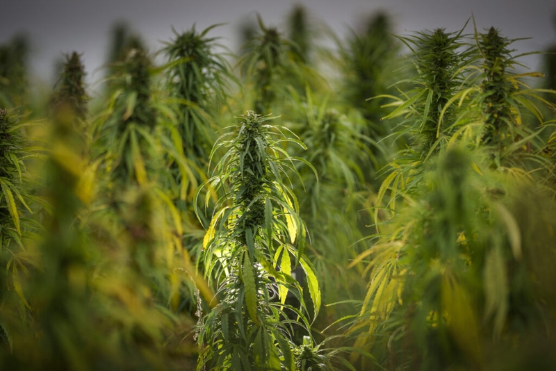 NC's governor signs executive order establishing new advisory council on cannabis