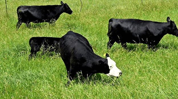NC House advances bill to mandate labeling of meat alternatives