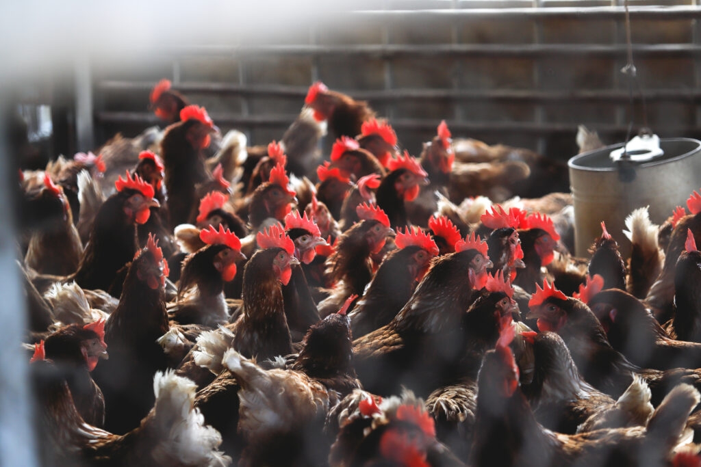 Nebraska's emphasis on intensive animal ag complicates bird flu fight