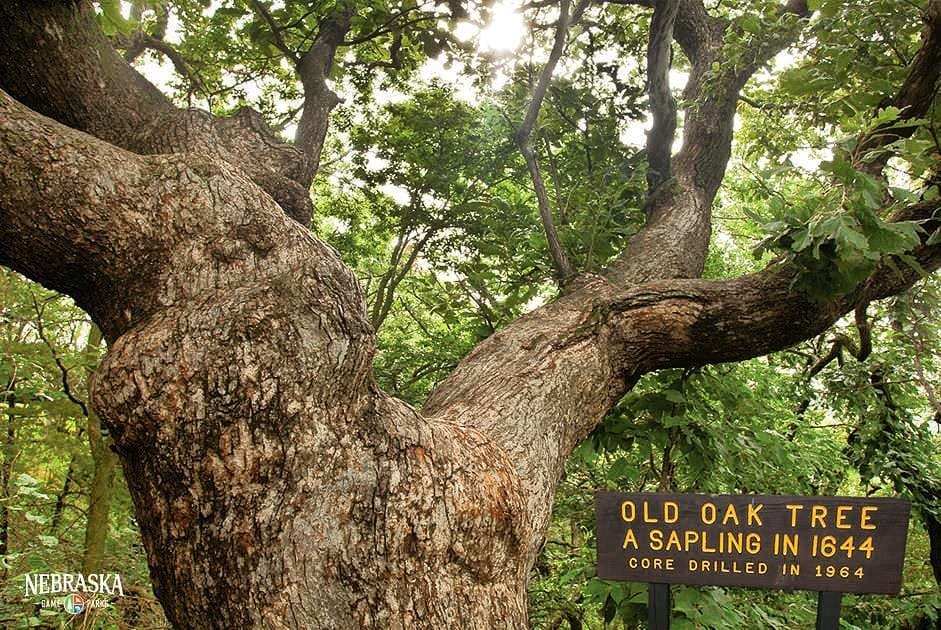One of state's oldest trees — tourist attraction ‘Old Wolf Oak' — has died