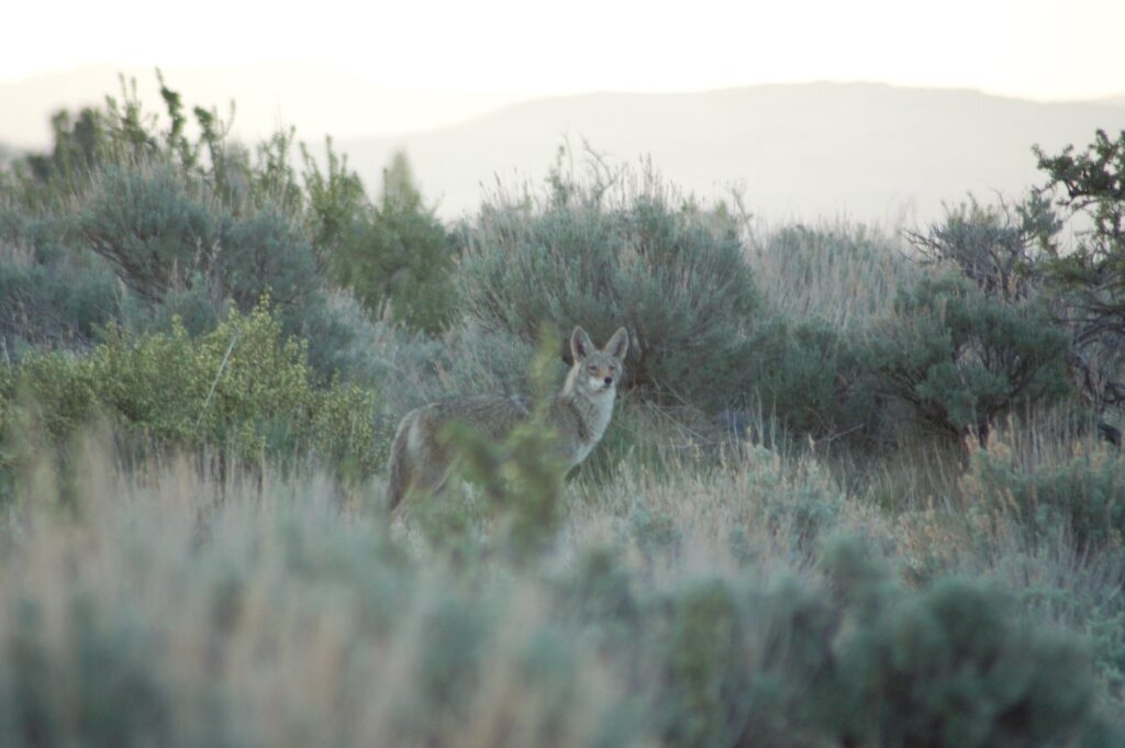 Ninth Circuit pauses predator killing on Nevada's federal public lands