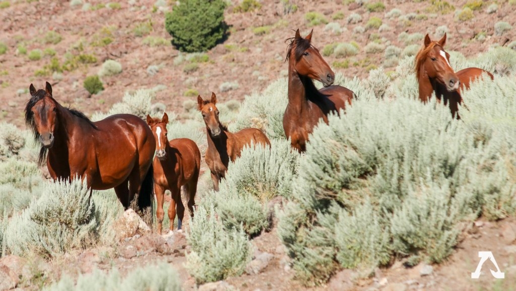 Trump's budget a ‘bullet to the head' of America's wild horses, say animal activists