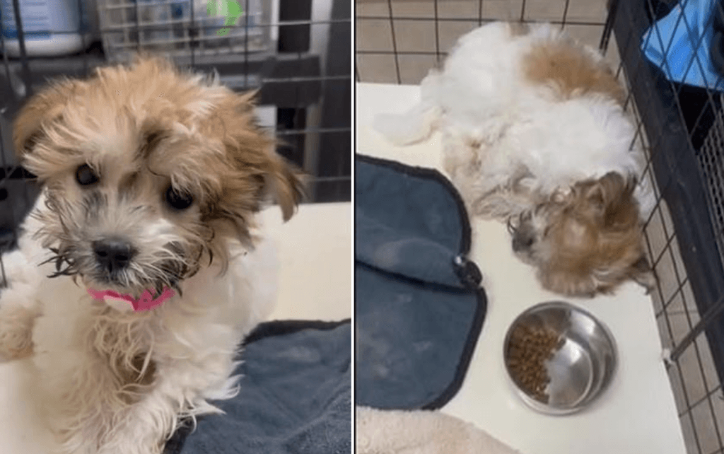 Bill would expand ban on retail pet sales statewide