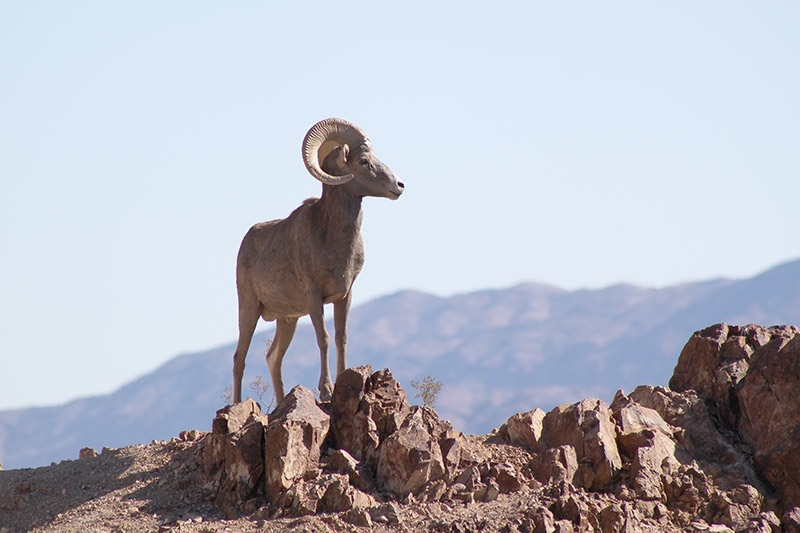 Drought endangers Desert Bighorn Sheep, Nevada's state animal