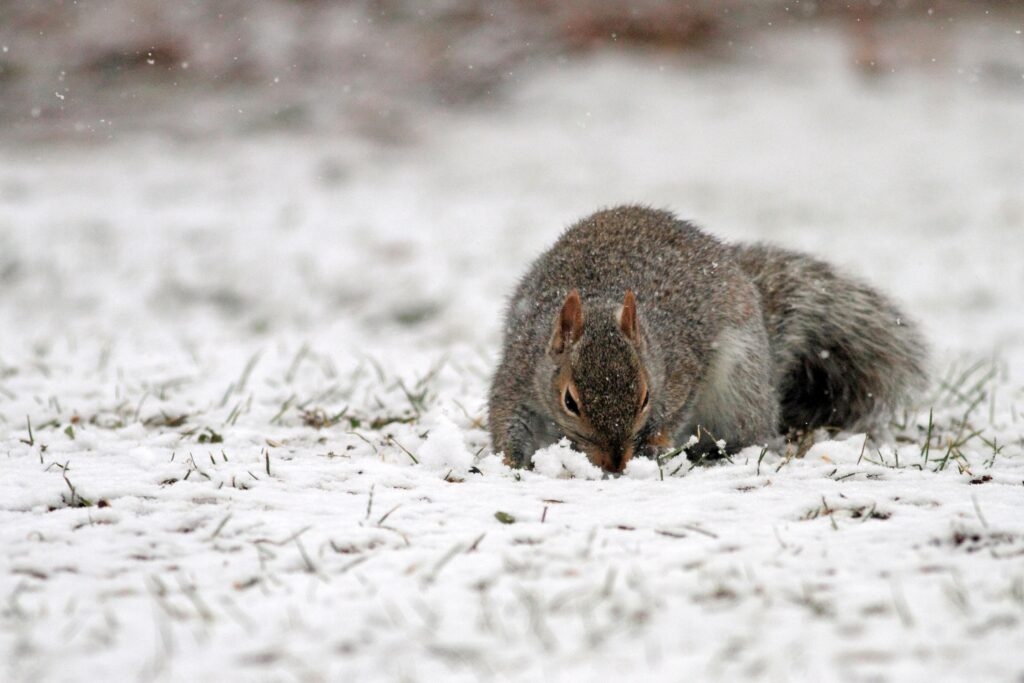 After pet raccoons and squirrels became campaign issue, GOP lawmakers pitch law in NH