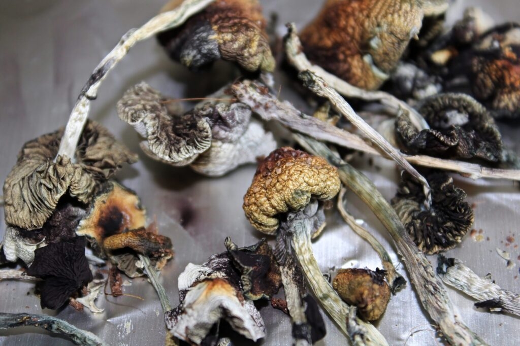 New Hampshire House votes to reduce punishments for shrooms