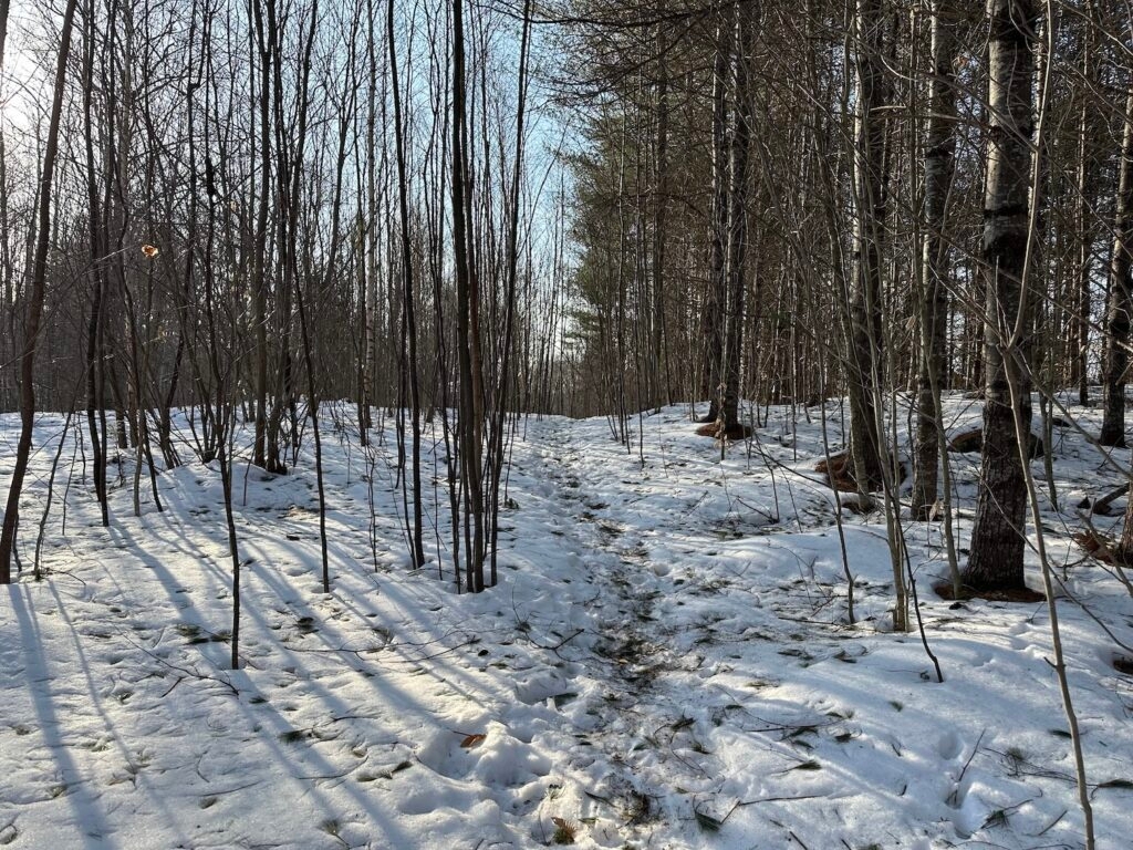 Rise of carbon programs has New Hampshire rethinking the scope of timber taxes