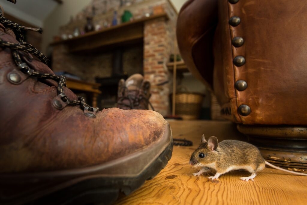 Glue traps called '19th-century solution' as lawmakers push for NH to become first state to ban them